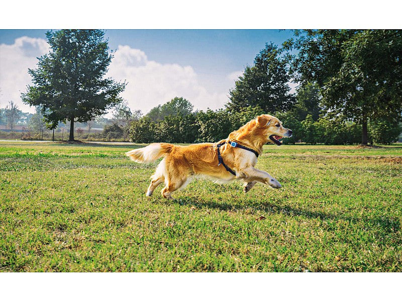 KIPPY RILEVATORE GPS PER CANI E GATTI