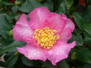 CAMELIA SASANQUA CLEOPATRA VASO 21CM
