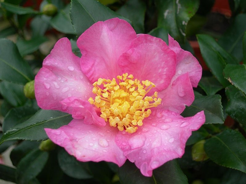 CAMELIA SASANQUA CLEOPATRA VASO 21CM