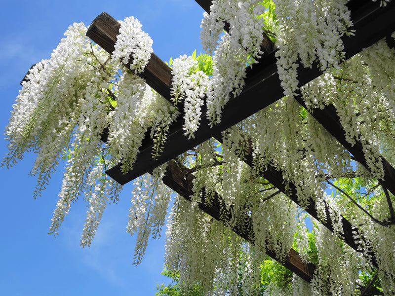 GLICINE WISTERIA FLORIBUNDA ALBA IN VASO 16CM