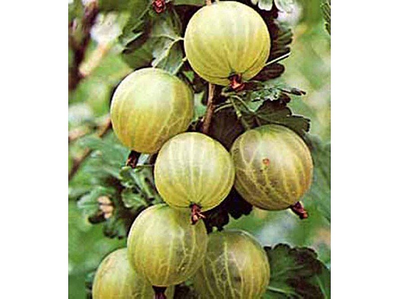 UVA SPINA BIANCA GIALLA VASO 5LT (1 PIANTA)