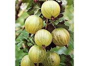 UVA SPINA BIANCA GIALLA VASO 2LT