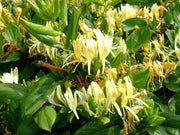LONICERA CAPRIFOGLIO JAPONICA HALLIANA VASO 17CM