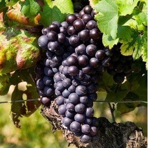 UVA MOSCATO D'AMBURGO (1 PIANTA)