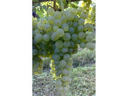 UVA LUGLIENGA LUGLIATICA O SANT'ANNA VASO 2 LT