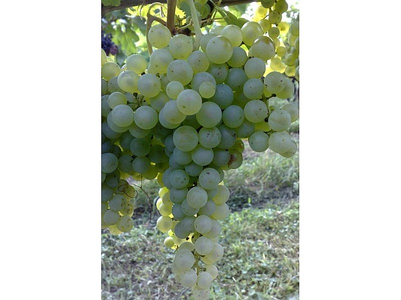 UVA LUGLIENGA LUGLIATICA O SANT'ANNA VASO 2 LT