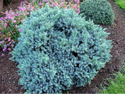 JUNIPERUS GINEPRO SQUAMATA BLUE STAR IN VASO 19CM