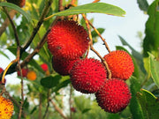 CORBEZZOLO ARBUTUS UNEDO VASO 24CM