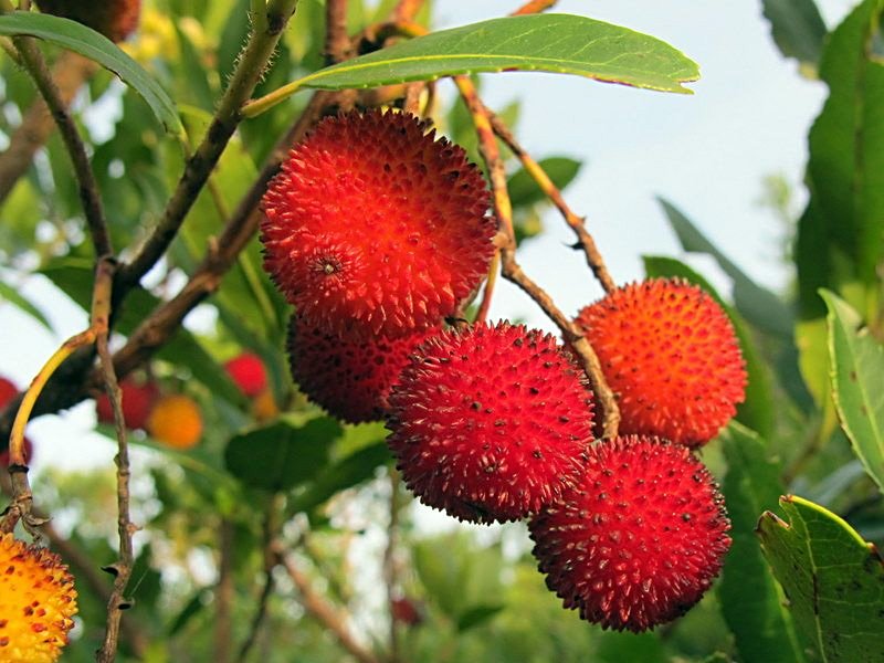CORBEZZOLO ARBUTUS UNEDO VASO 24CM