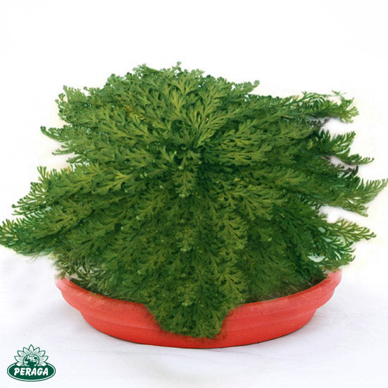 OFFERTA 15 PIANTE DI ROSA DI JERICHO