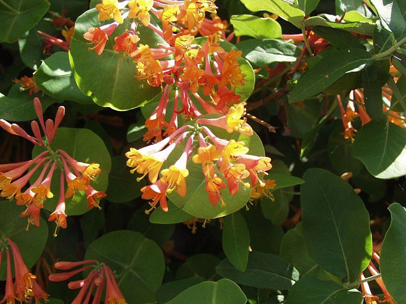 LONICERA CAPRIFOGLIO GOLDFLAME LONICERA VASO 17CM