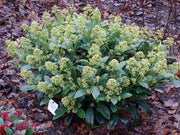 SKIMMIA JAPONICA FINCHY VASO 15CM