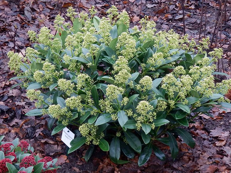 SKIMMIA JAPONICA FINCHY VASO 15CM