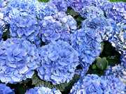 HYDRANGEA MACROPHYLLA ORTENSIA NANA LITTLE XS BLU VASO 17CM