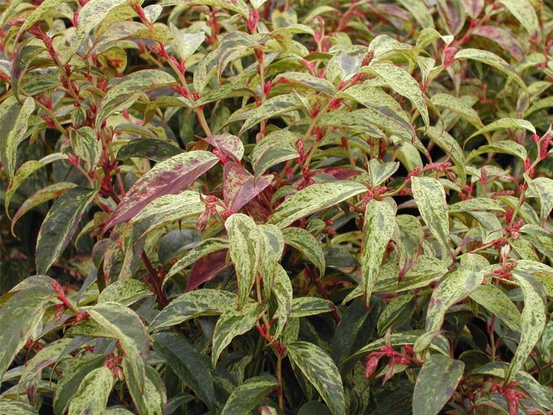 LEUCOTHOE RAINBOW VASO 17CM
