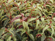 LEUCOTHOE RAINBOW VASO 18CM