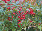 NANDINA DOMESTICA IN VASO 18CM