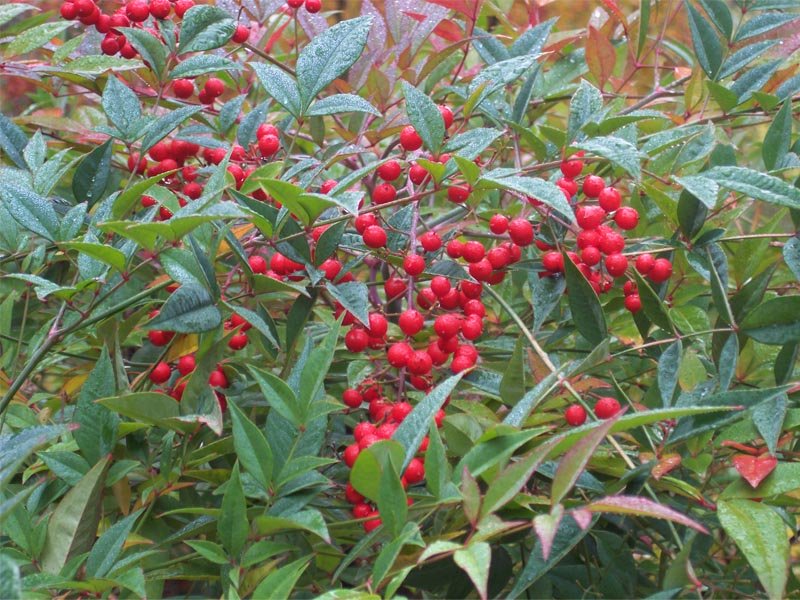 NANDINA DOMESTICA IN VASO 18CM