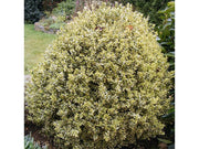 BUXUS SEMPERVIRENS ELEGANS VASO 17CM