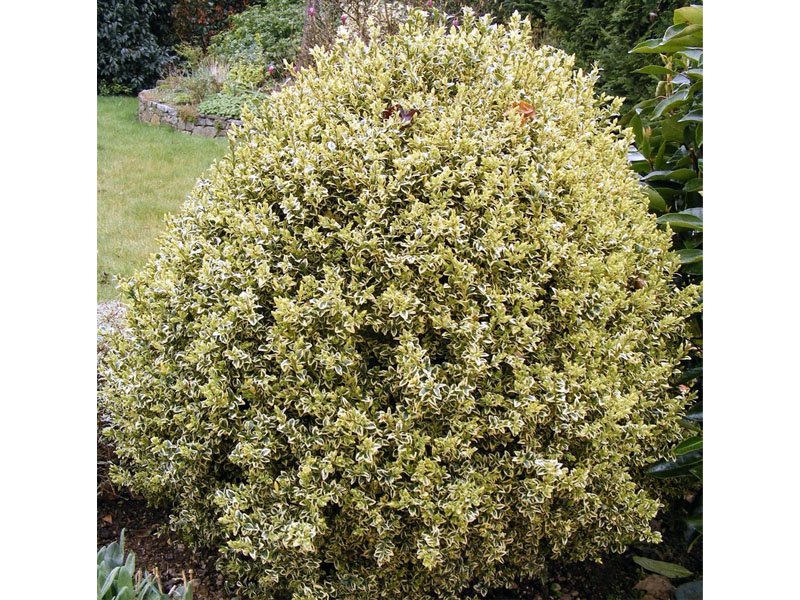 BUXUS SEMPERVIRENS ELEGANS VASO 17CM