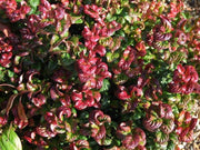 LEUCOTHOE CURLY RED IN VASO 24CM