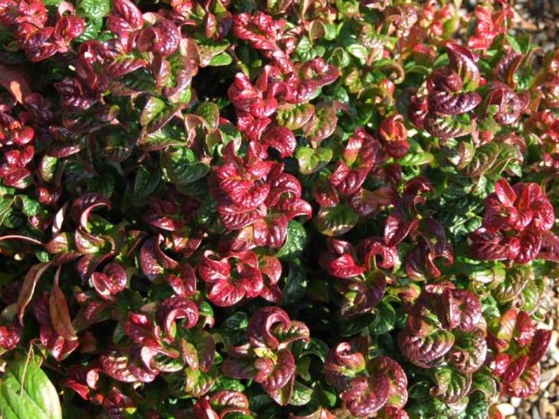 LEUCOTHOE CURLY RED IN VASO 24CM