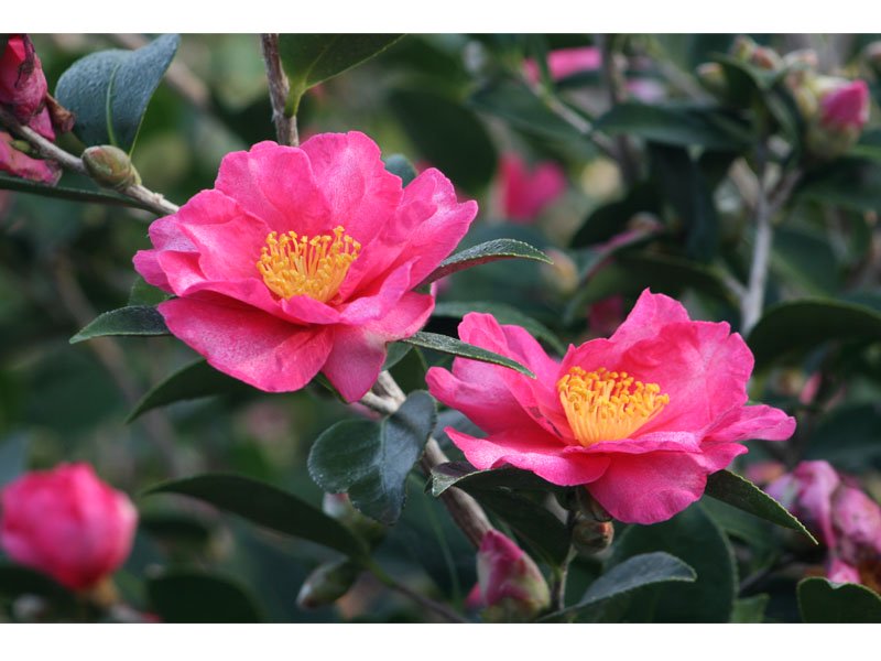 CAMELIA SASANQUA KANJIRO IN VASO 17CM