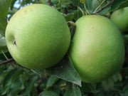 MELO GRANNY SMITH IN VASO 20CM