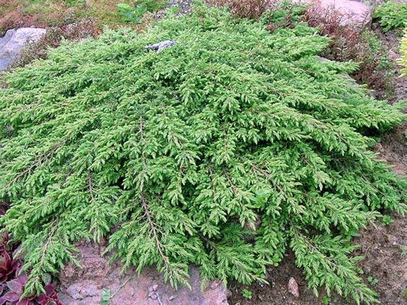JUNIPERUS COMMUNIS GREEN CARPET VASO 23CM