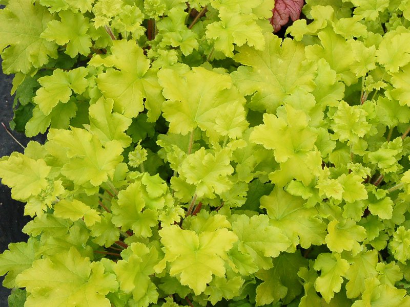 HEUCHERA LIME MARMALADE VASO 15CM