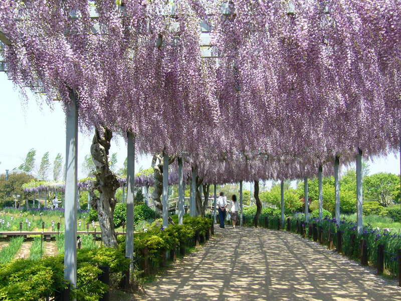 GLICINE WISTERIA FLORIBUNDA NAGA NODA VASO 15CM