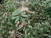PIERIS JAPONICA LITTLE HEATH VASO 17CM