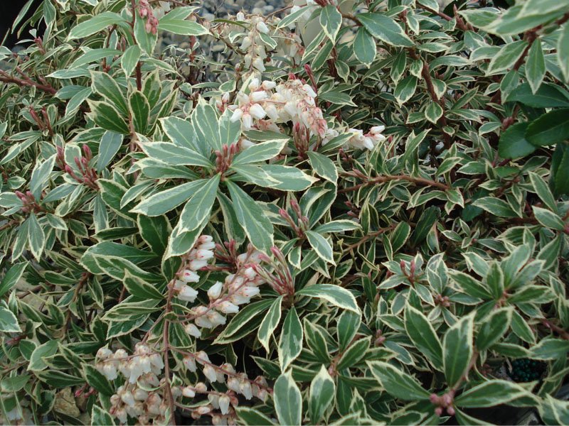 PIERIS JAPONICA LITTLE HEATH VASO 17CM