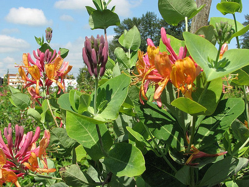 LONICERA CAPRIFOGLIO GOLDFLAME LONICERA VASO 17CM