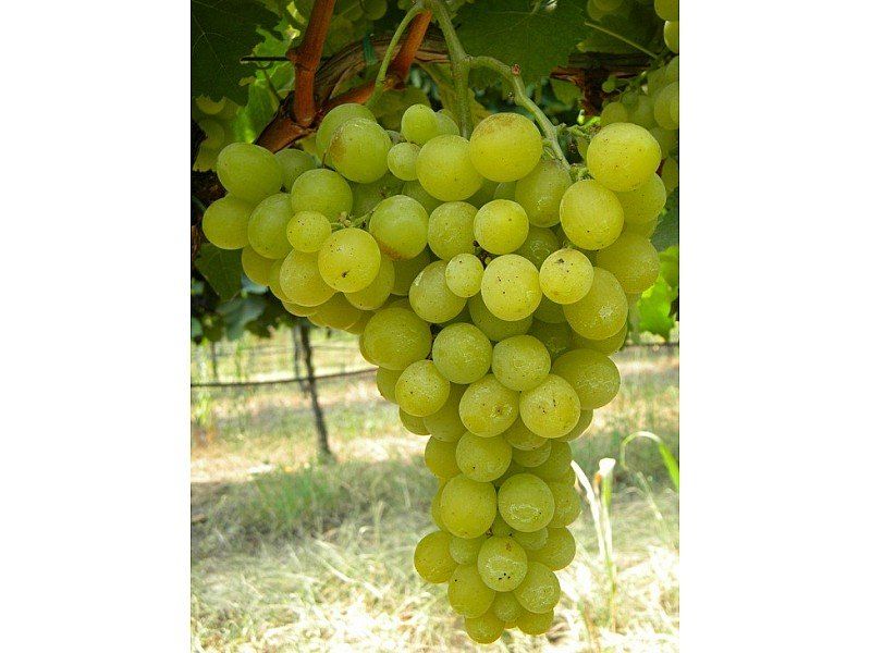UVA DA TAVOLA REGINA DEI VIGNETI IN VASO 17CM
