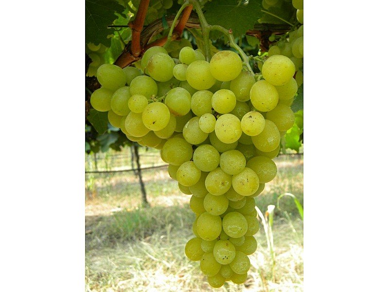 UVA REGINA DEI VIGNETI VASO 2 LT