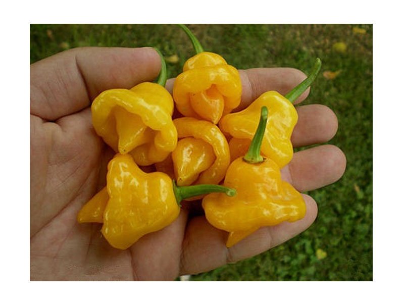 PIANTA DI PEPERONCINO TRINIDAD SCORPION G. (IN VASO Ø 14CM)