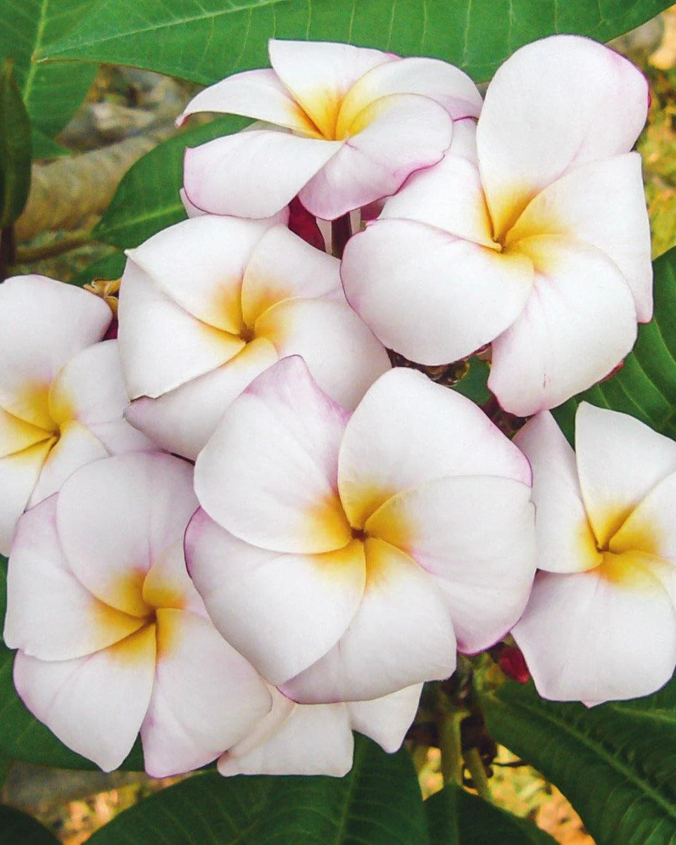 PLUMERIA POMELIA IN VASO 20CM MINI WHITE