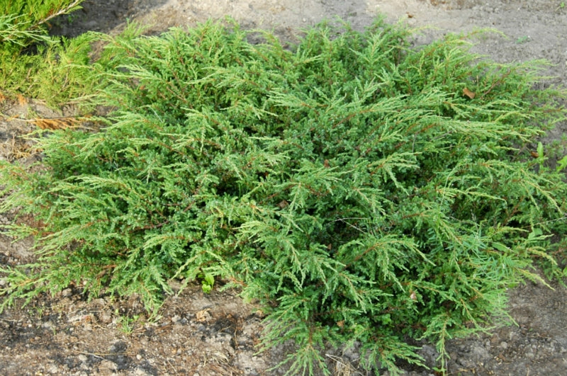 JUNIPERUS GINEPRO COMMUNIS REPANDA IN VASO 17CM