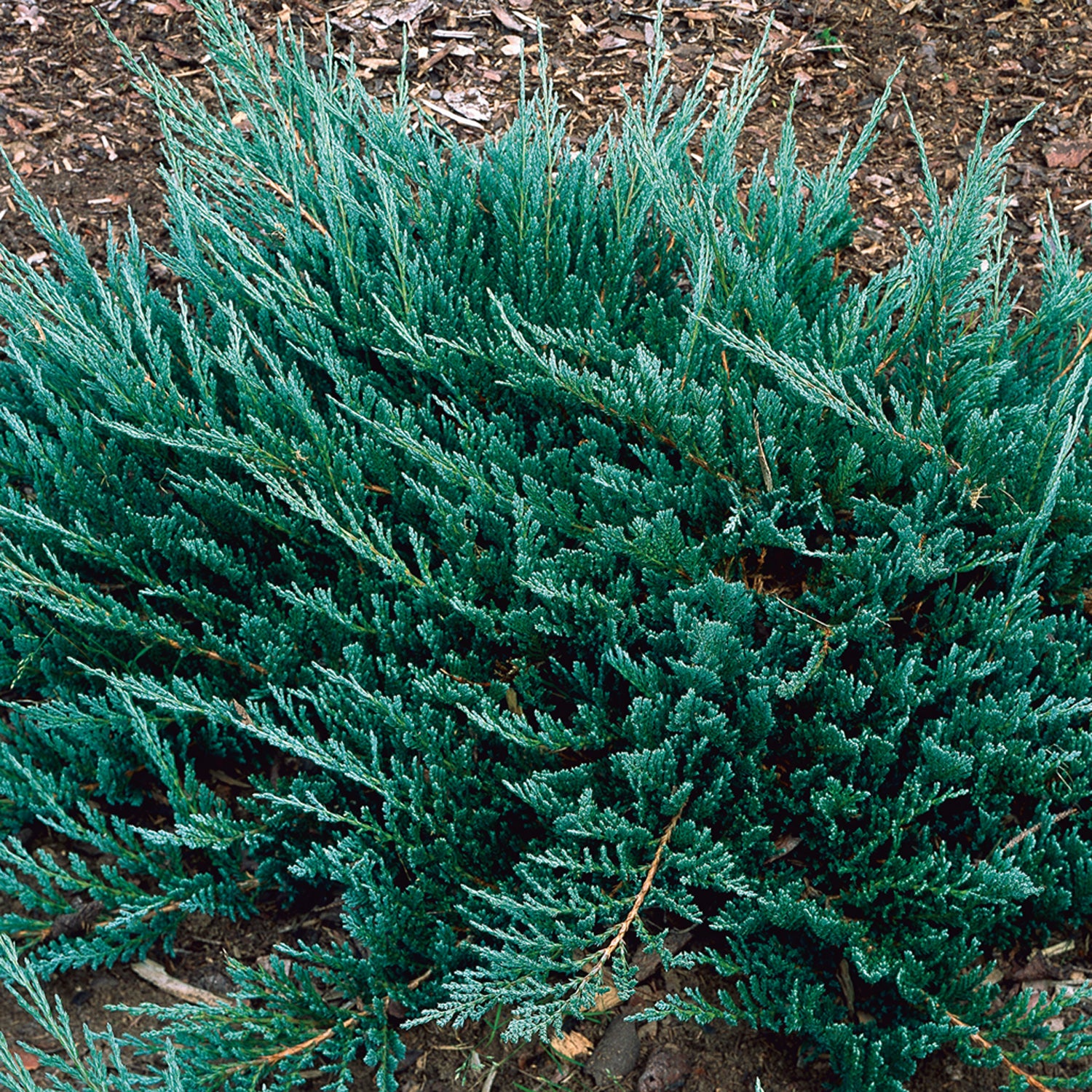 JUNIPERUS GINEPRO BLUE CHIP IN VASO 19CM