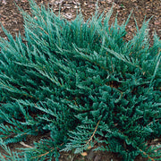 JUNIPERUS GINEPRO BLUE CHIP IN VASO 18CM