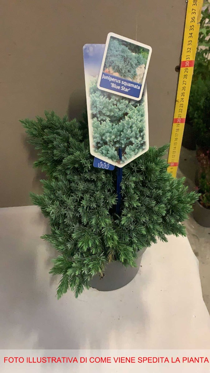 JUNIPERUS GINEPRO SQUAMATA BLUE STAR IN VASO 17CM