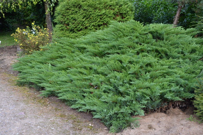 JUNIPERUS GINEPRO SABINA TAMARISCI FOLIA N VASO 18CM