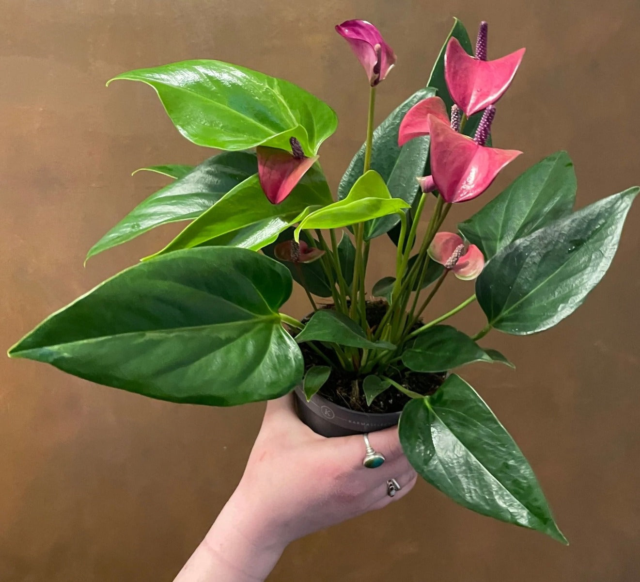 ANTHURIUM KARMA PURPLE IN VASO 12CM