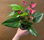 ANTHURIUM KARMA PURPLE IN VASO 12CM