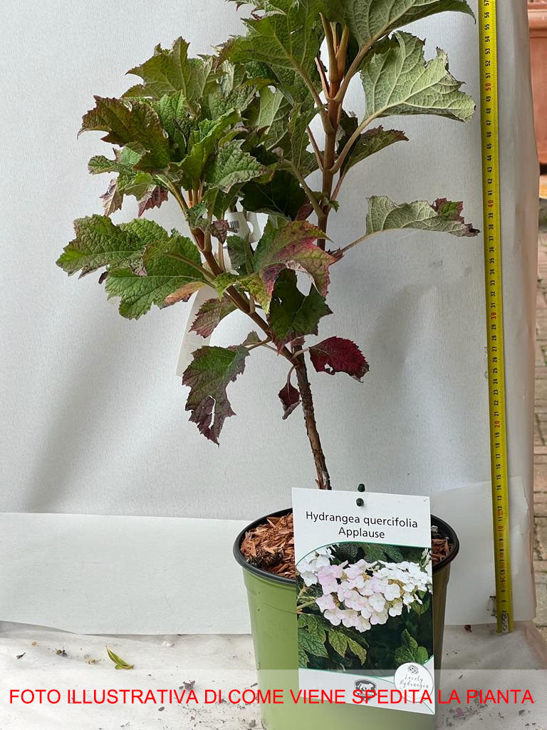ORTENSIA HYDRANGEA QUERCIFOLIA APPLAUSE VASO 18CM