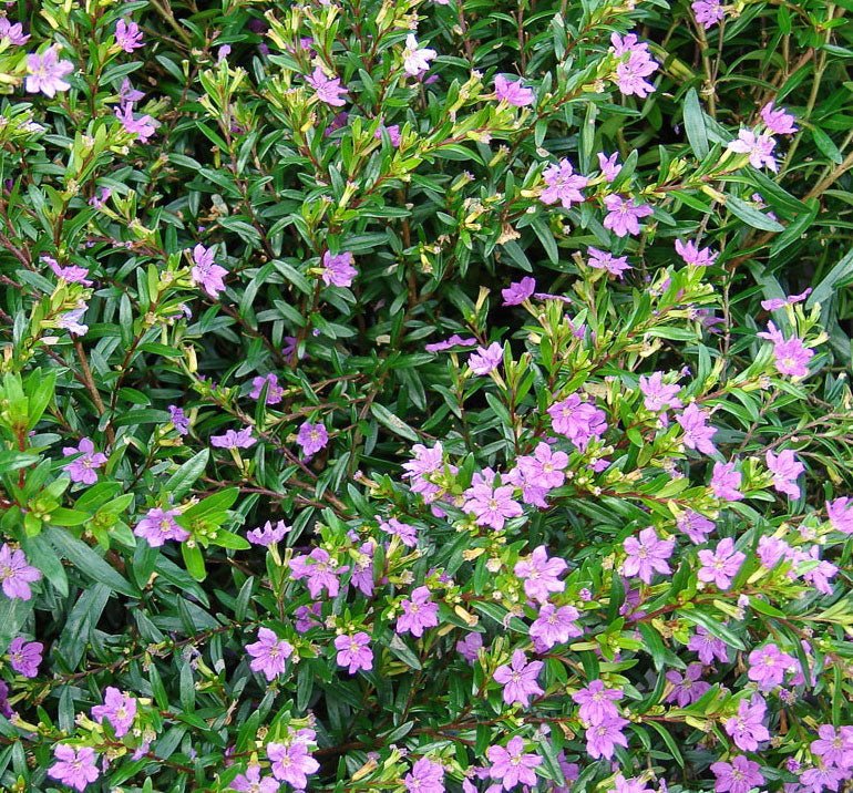 CUPHEA HYSSOPIFOLIA VASO 15CM