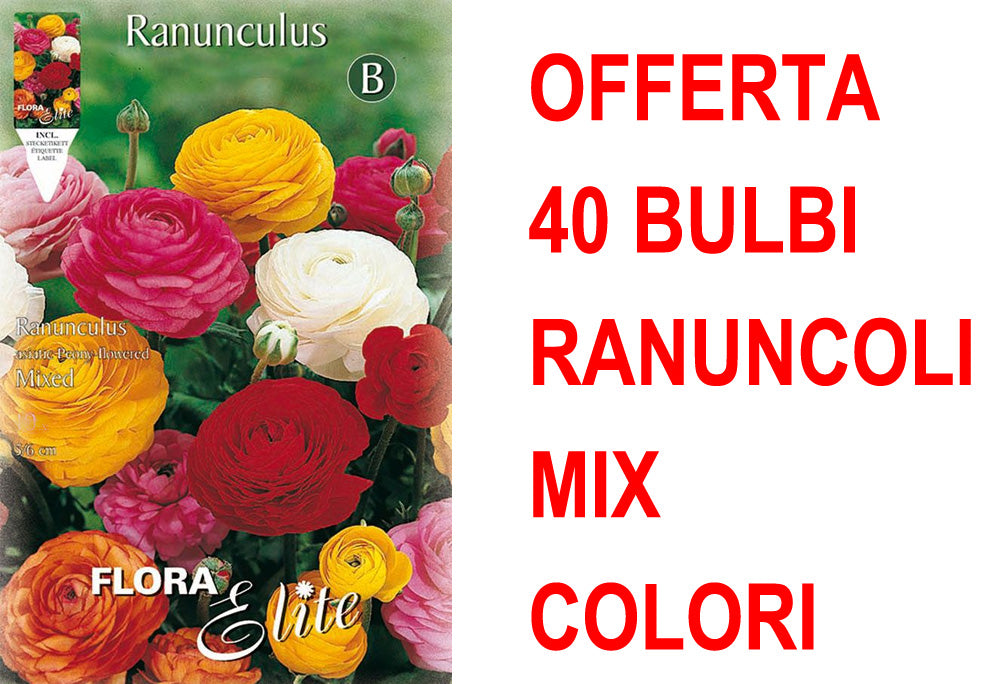 OFFERTA 40 BULBI RANUNCULUS ASIATIC MIXED