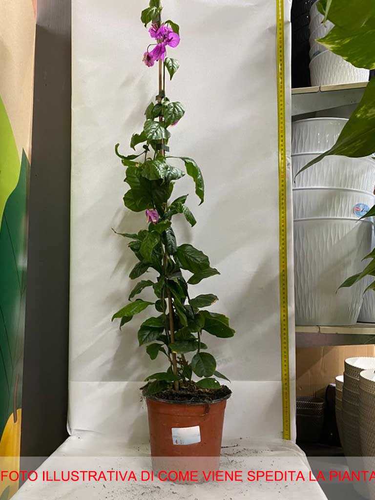 BOUGAINVILLEA PECTOGLABRA VASO 16CM