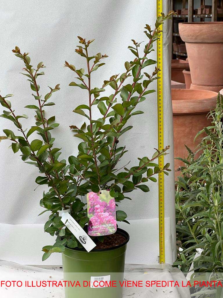 LAGERSTROEMIA INDICA VIOLET D'ETE VASO 18CM